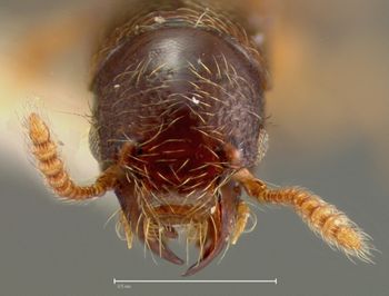 Media type: image;   Entomology 27500 Aspect: head frontal view